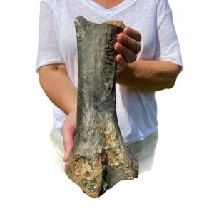 Woolly Rhinoceros Radius - 30,000 Years Old - Fossil - Prehistory 