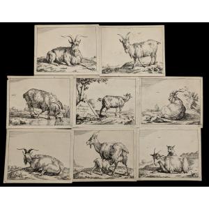 Complete Suite Of Eight Prints - Goats And Rams After Paulus Potter - By Petrus Schenk