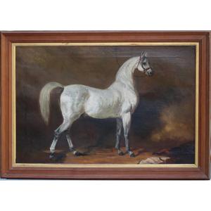19th Century English School, Grey Arabian Stallion Horse, Oil On Canvas