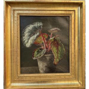 19th Century Foreign School, Begonia Rex, Oil On Canvas Circa 1873.