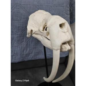  Walrus Skull