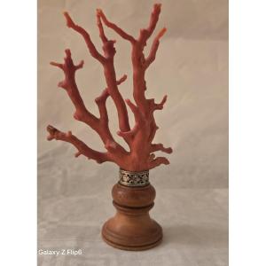 Coral Branch