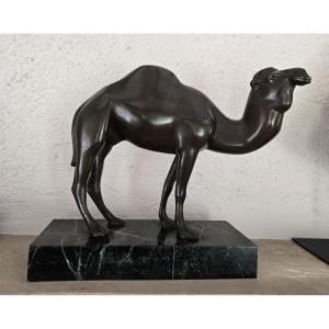 Dromedary In Bronze