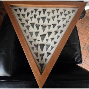 Shark Teeth Set