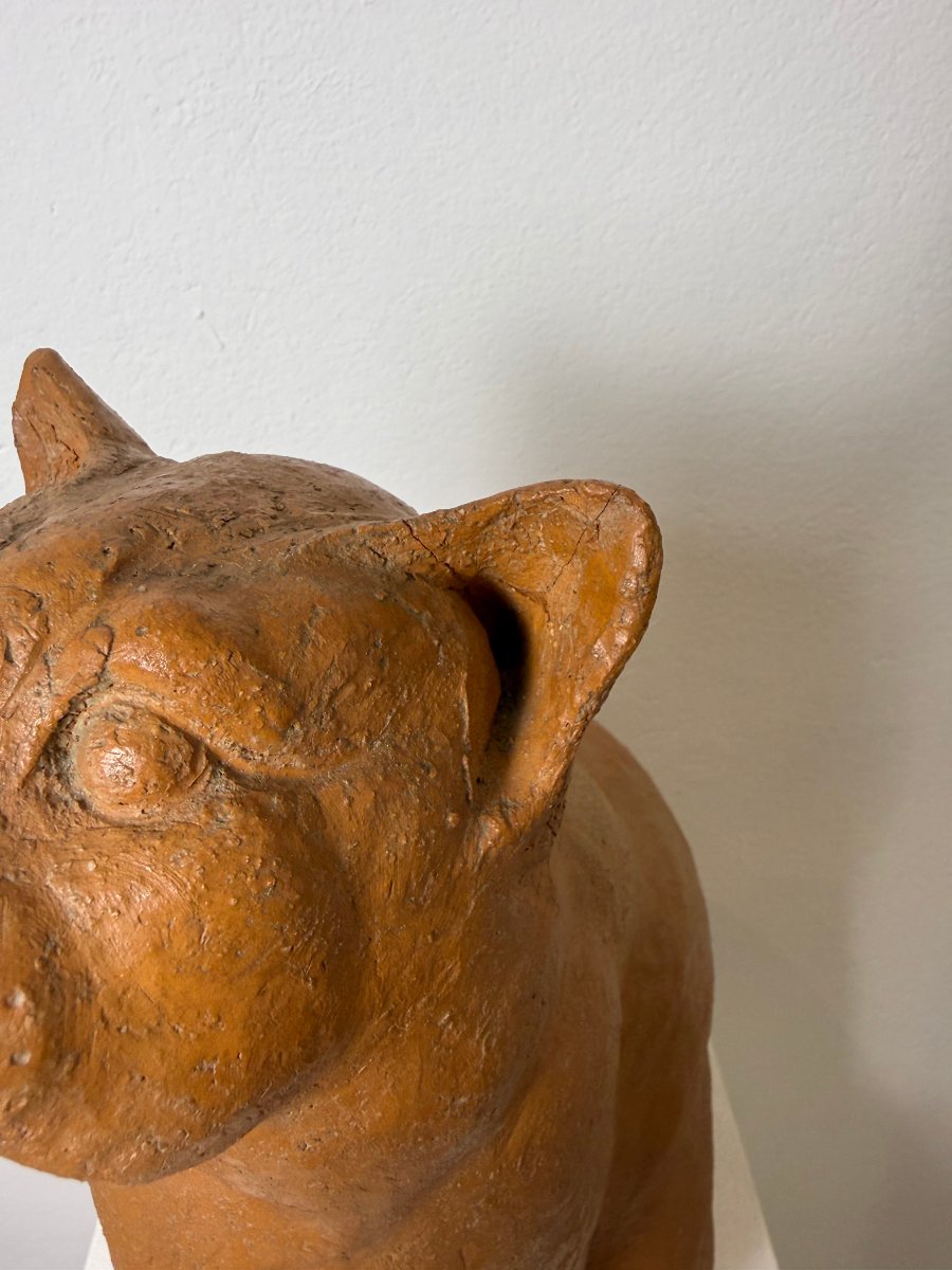 Scultura Gatto seduto in terracotta-XIX secolo. Montelupo Fiorentino, Toscana -photo-4