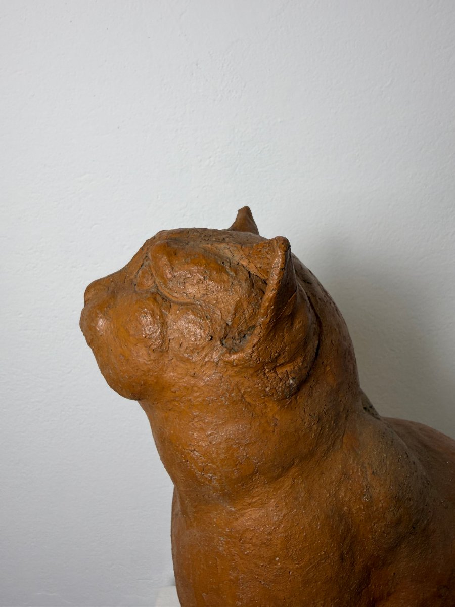 Scultura Gatto seduto in terracotta-XIX secolo. Montelupo Fiorentino, Toscana -photo-7